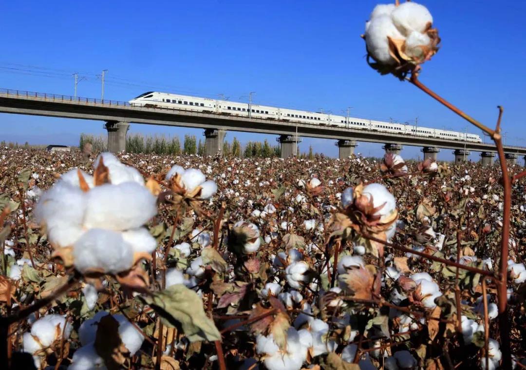 大量外貿(mào)廠商收到“棉花禁用”通知！亞馬遜疑下架中國棉制品！