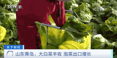 這個(gè)產(chǎn)品在韓國(guó)賣爆了！或?qū)⒄柬n國(guó)年需求量一半！