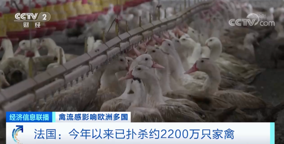 麻煩了！ “史上最嚴(yán)重”，近十個國家爆發(fā)禽流感！超過5230萬只禽類被宰殺......