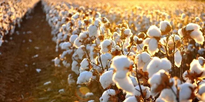 美國暫緩新疆棉禁令，但H&M、耐克等國際品牌已拒用新疆棉